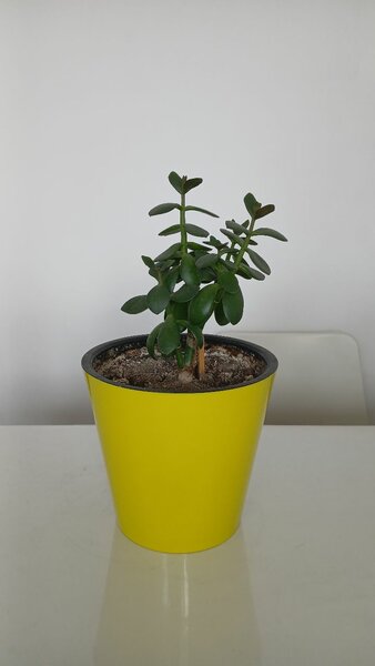 Цветы растения взрослые вместе с землей и горшками