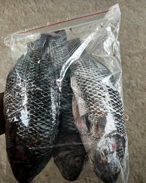 Philadelphia coldstore