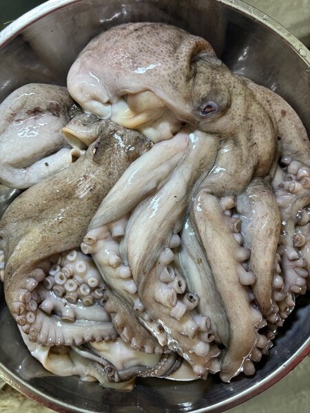 Poulpe frais pour cuisine