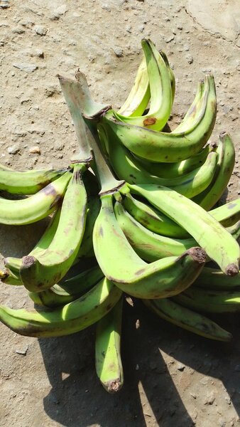 Délicieux plantains verts frais