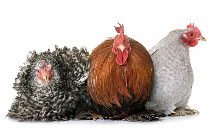 Poulets hybrides
