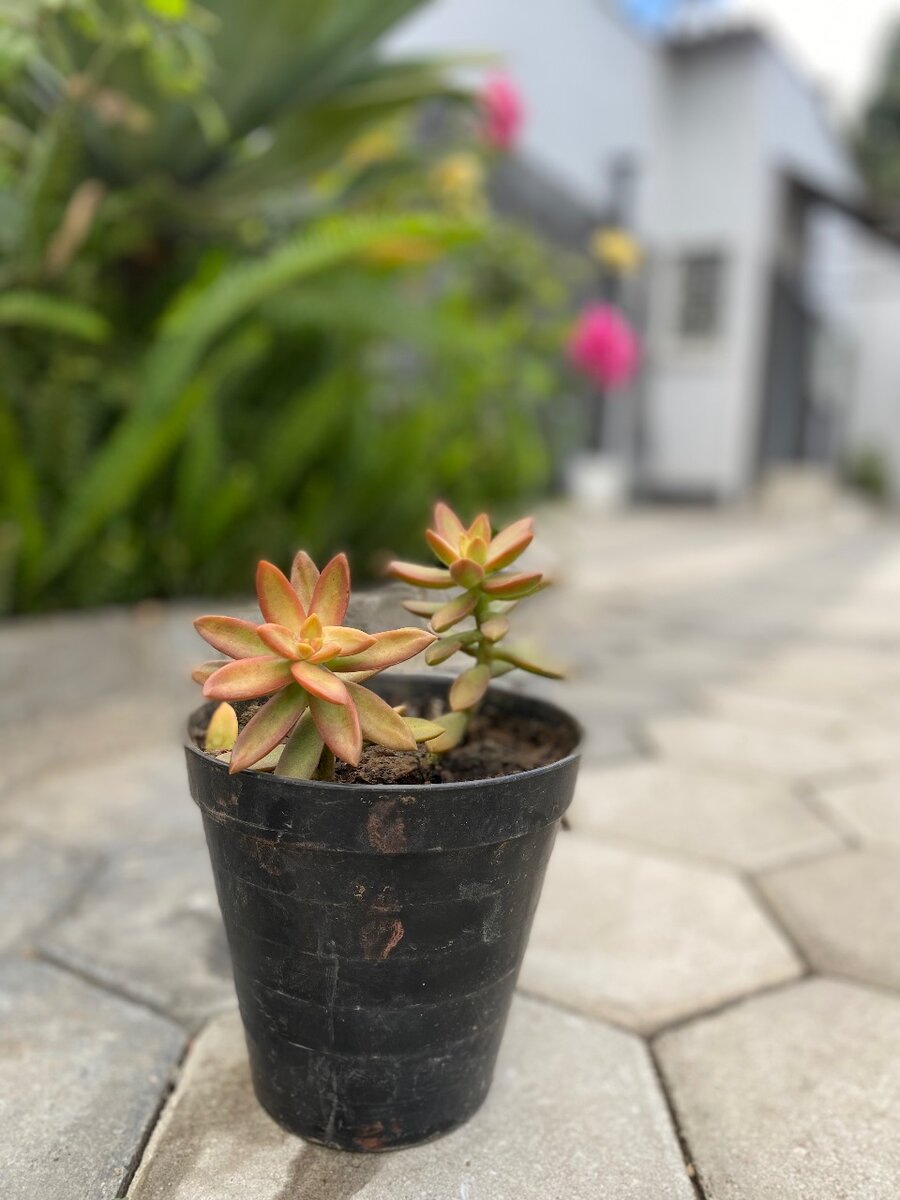 Garden plant