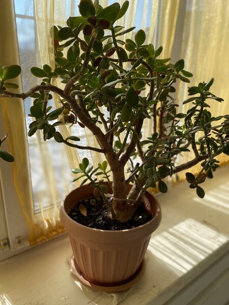 Живое дерево