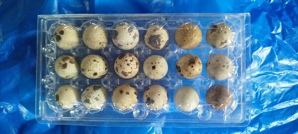 15 Œufs de caille frais