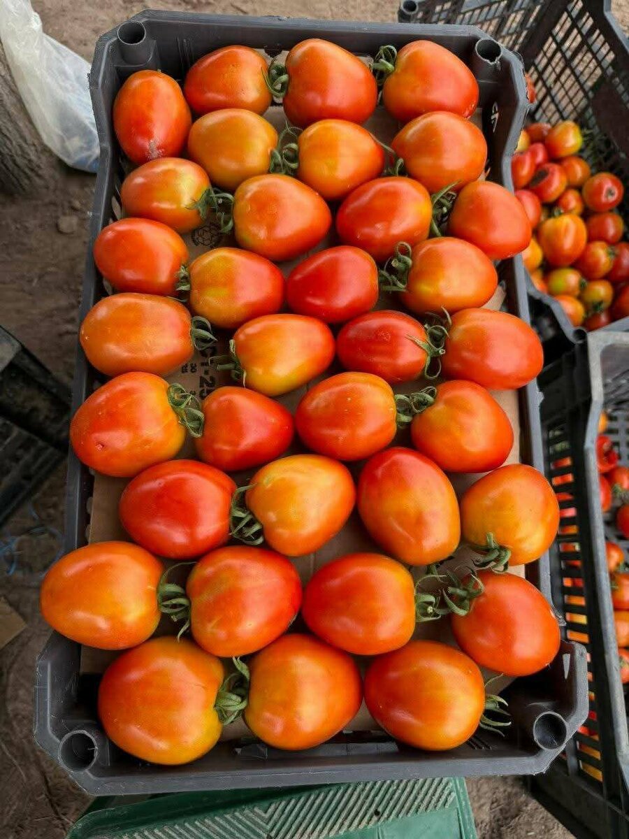 Tomates Frais de Qualité