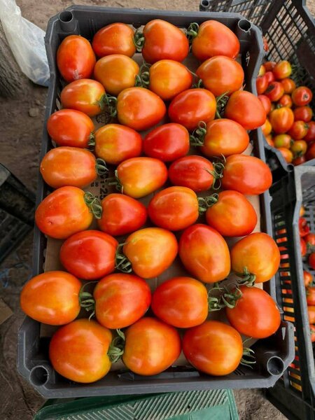 Tomates Frais de Qualité
