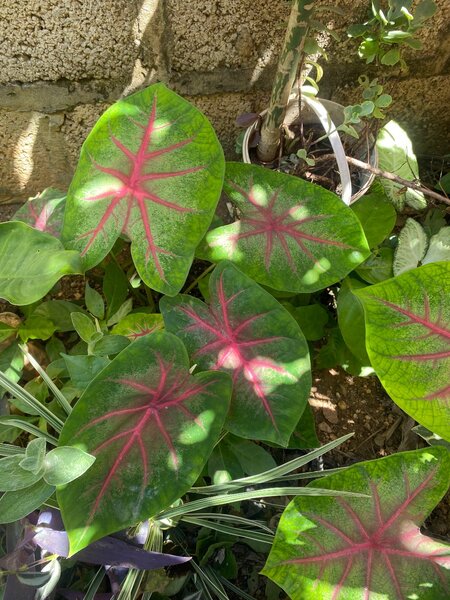 Heart of Jesus (Caladium bicolor)