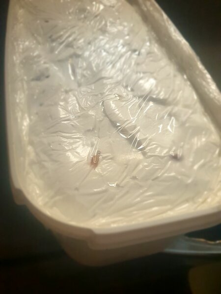 Glace artisanale crémeuse