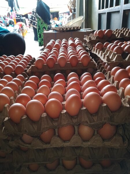 Œufs frais fermiers en gros