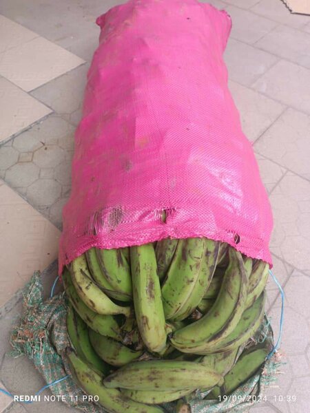 Bananes fraîches en gros