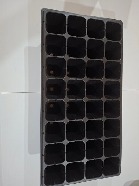 Plateau de multiplication 24 cellules