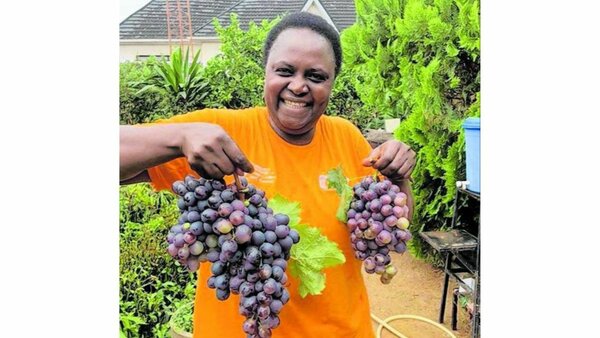 Jumbo Grapes Seedlings