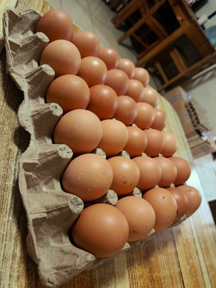 Plaquette de gros oeufs frais