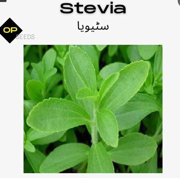 Stevia (Seeds)