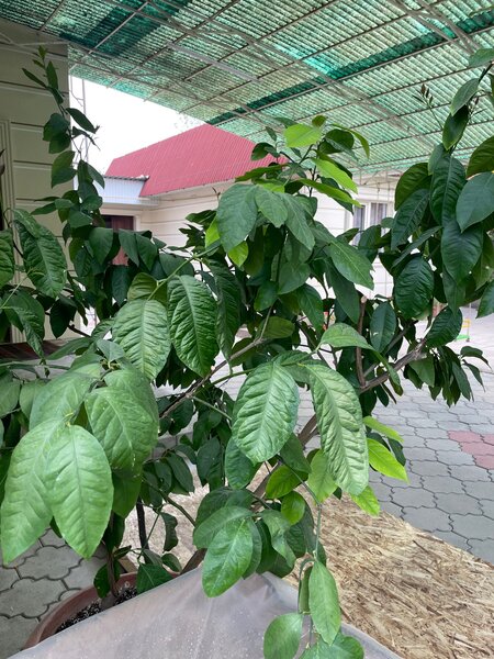 Лимон большой