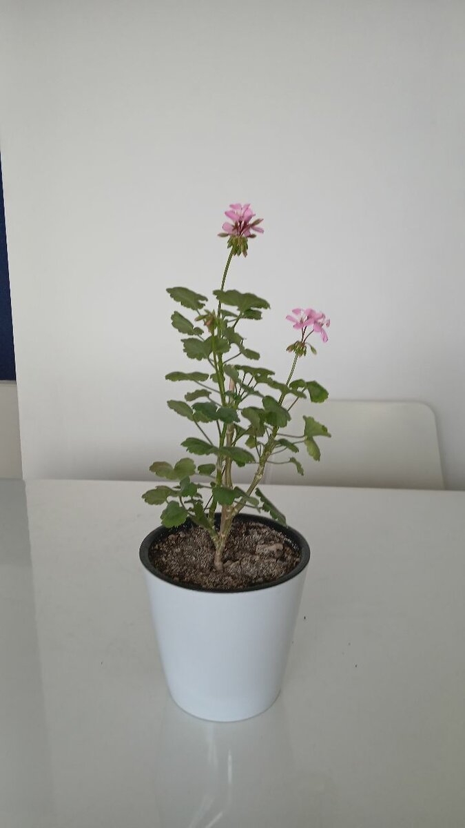 Герани цветущие здоровые