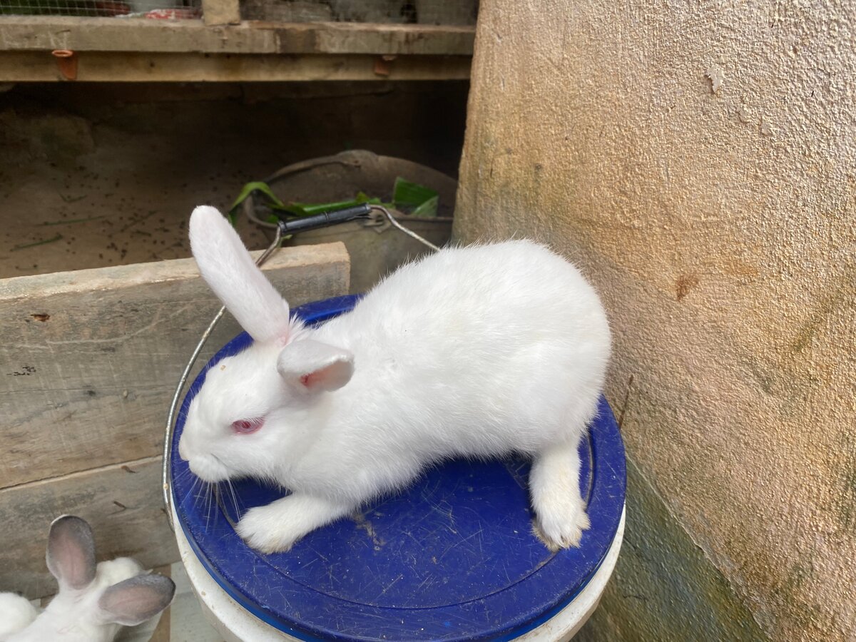 Lapin blanc adorable