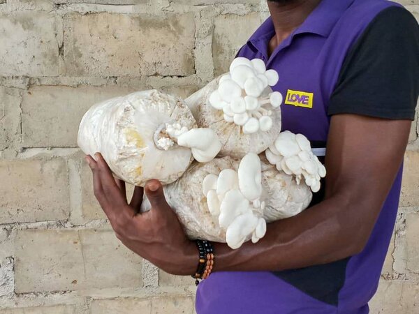 Champignons Pleurote Frais 1kg