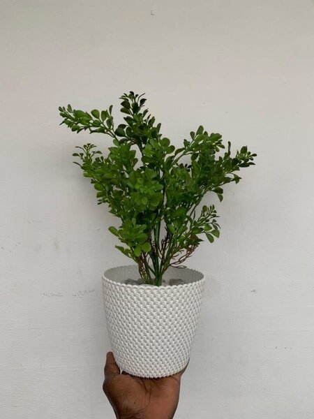 Plante verte d'intérieur