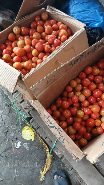 Tomates fraîches 15 kilos