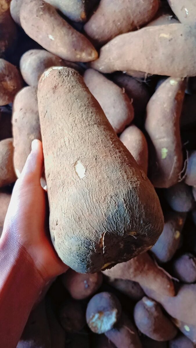 Igname fraîche de qualité