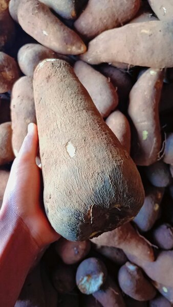 Igname fraîche de qualité