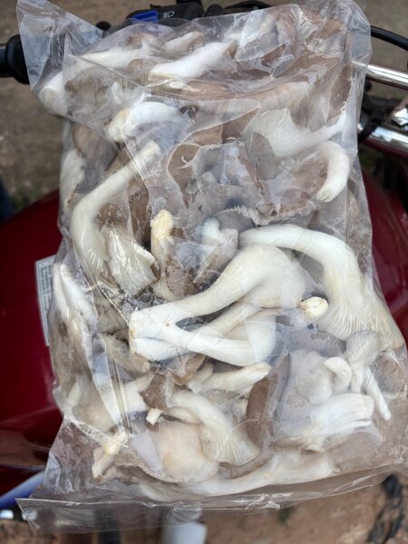 Freshly picked Oyster Mushrooms