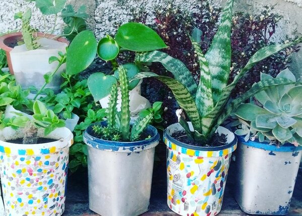 Culinary herbs and spices plants