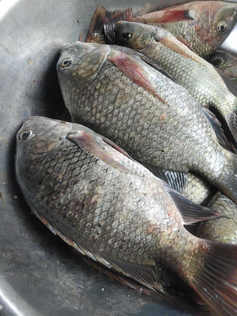 Fresh and Smoked Fishes