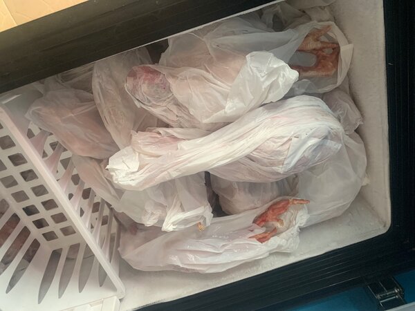 Poulet de chaire pondeuse