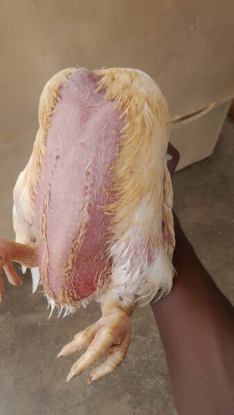Poulet entier frais