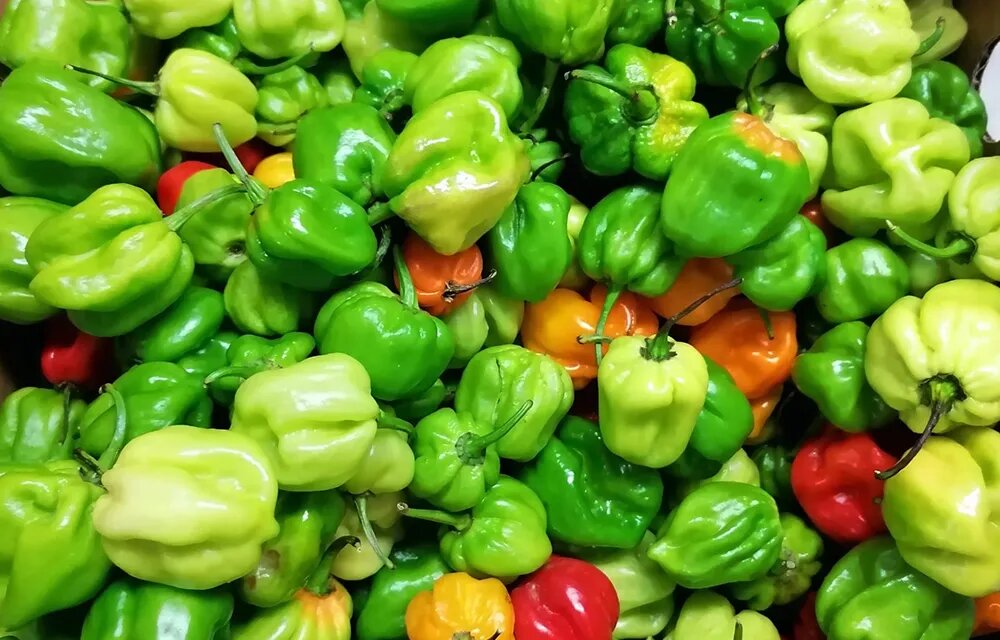 Piments frais ordinaires 1k