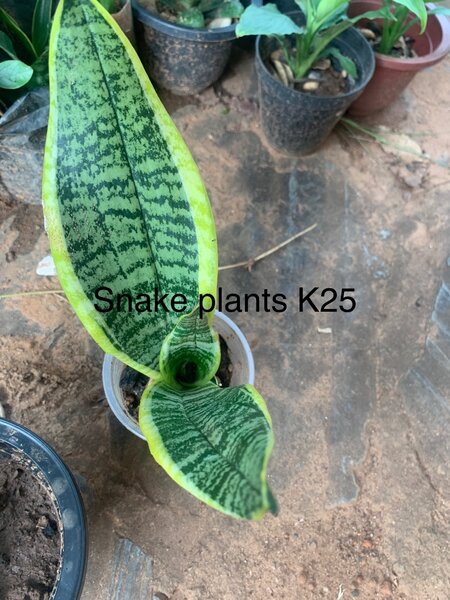 Snake plants