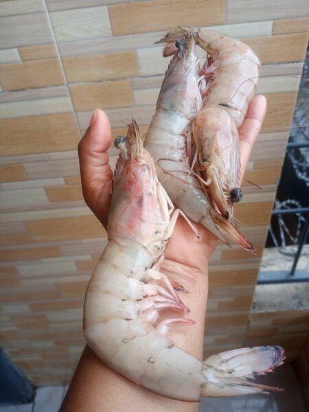 Grosse gambas