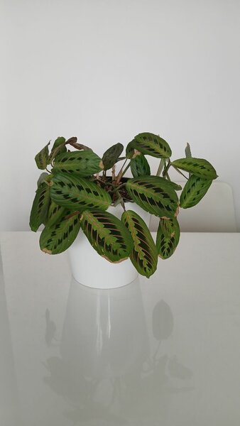 Цветы растения взрослые вместе с землей и горшками