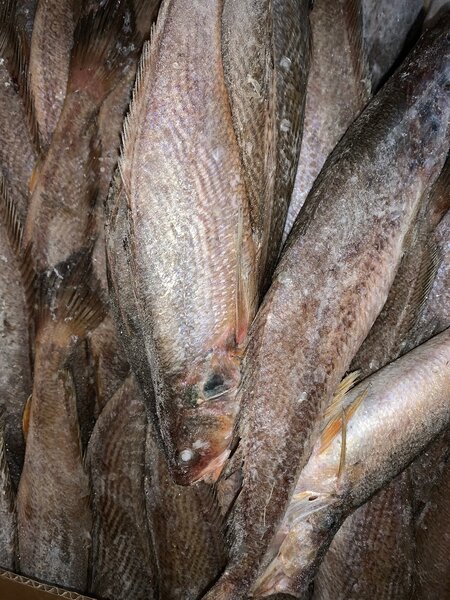 Poisson frais <<Sosso>>