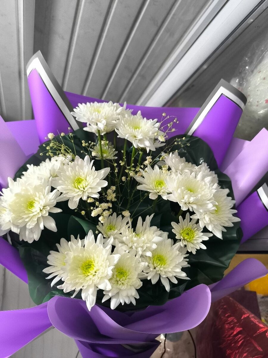 Хризантема Балтика