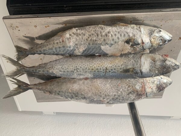 Maquereaux Frais - Parfait pour Griller