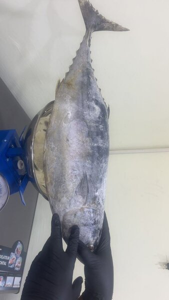 Poisson et Poulet Entier frais