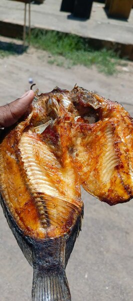 Moto moya semi dry fish