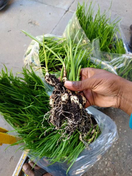 SEEDS #LUBANGA, SUNTA,CHISUNNGWA K39.5 (20g) #MUNDAMBI  K35