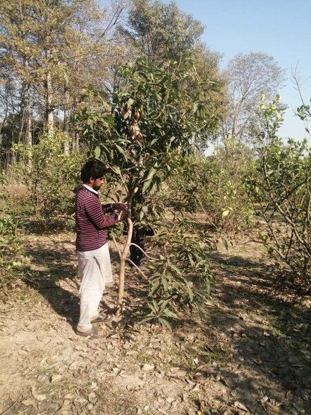 Mango trees