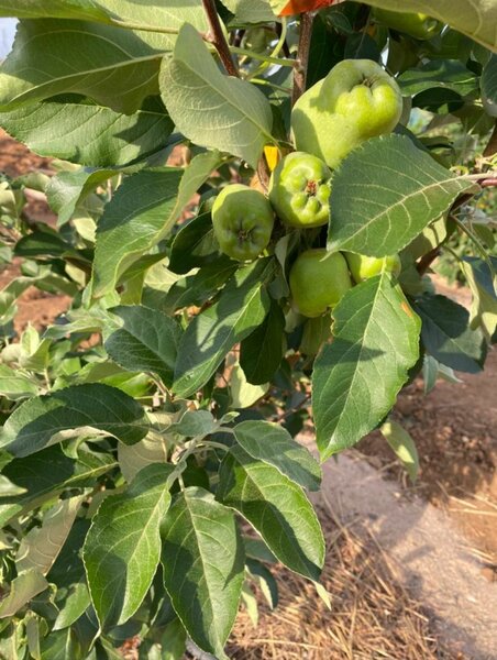 Apple tree (Red and Green)