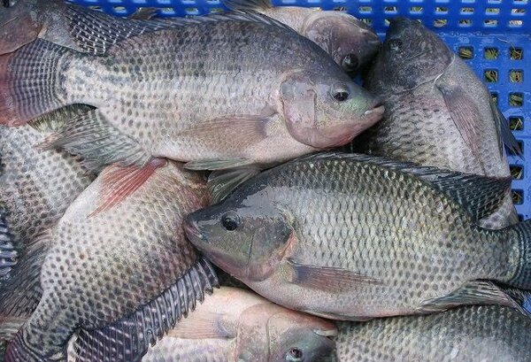 Tilapia Frais 10 kg 800+