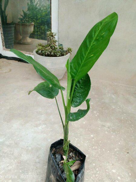 plantes vertes d'intérieur