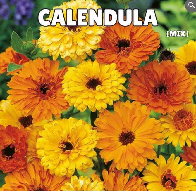 Calendula Seeds (Mix Colours)
