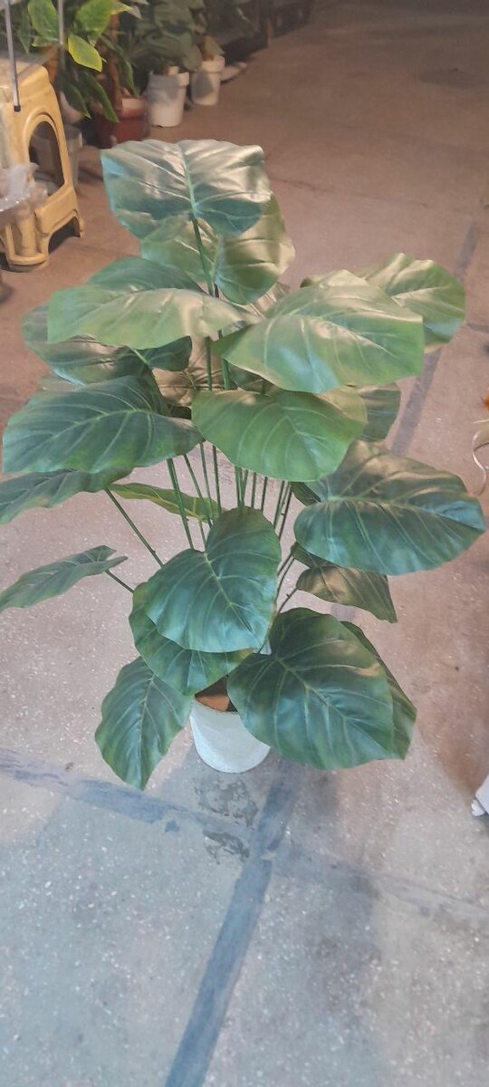 Money plant