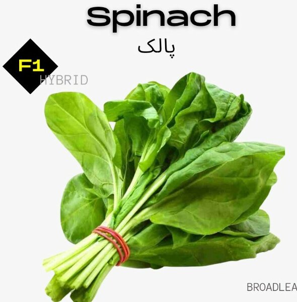 Spinach, F1 Hybrid (Broad Leaf)