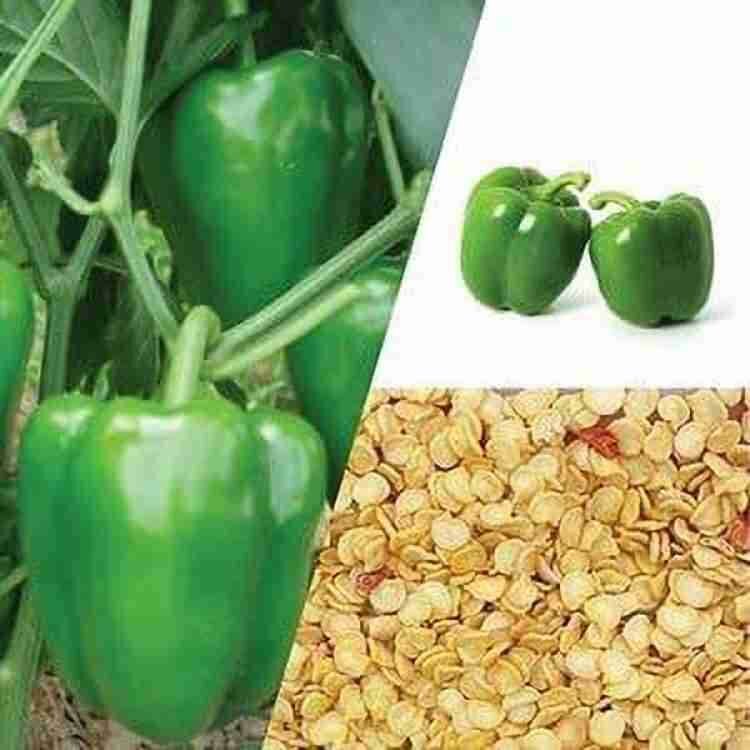 SWEET BELL PEPPER SEEDS