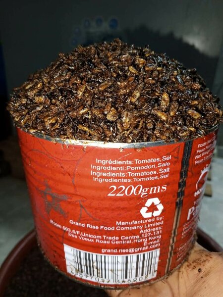 ÉPHÉMÈRES (TERMITES AILLES)